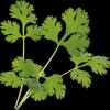 VLIN-A10-COR003 Organic cilantro