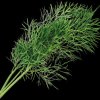 VLIN-A10-ANE006 Organic dill