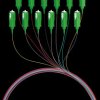 FTTH-PIGTAIL-SCA12 Fibre pigtail SC/APC, 12 pigtails, OS2, G657A2, 2 m