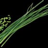 VLIN-A10-CIB004 Organic chives