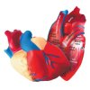 Learning Resources Cross Section Foam human Heart Model 130mm Diameter