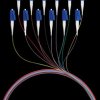 FTTH-PIGTAIL-LC12 Fibre pigtail LC, 12 pigtails, OS2, G657A2, 2 m