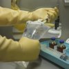 Rękawice robocze Polyco Healthline rozmiar: 9 Żółty materiał: Guma zerwanie: Tak ścieranie: Takpowłoka: Bez powłoki