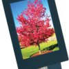Wyświetlacz LCD TFT 2.8cal TFT 240 x 320pikseli Tak Display Visions