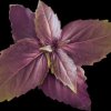 VLIN-O10-BAS00F Organic purple basil, wild