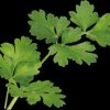VLIN-A10-PER002 Organic parsley, italien