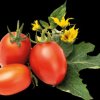 VLIN-L5-TOM016 Mini red tomato