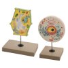 Eisco BM0050 - Plant and Animal Cell Model Set