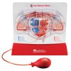 Learning Resources Pumping Heart Model 300mm x 270mm