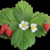 VLIN-P5-FRA029 Wild strawberry, red